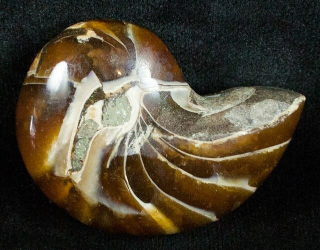Inch Nautilus fossil from Madagascar #3681